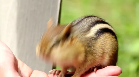 Chipmunk Eating Out of Hands Stock-Footage 63149711