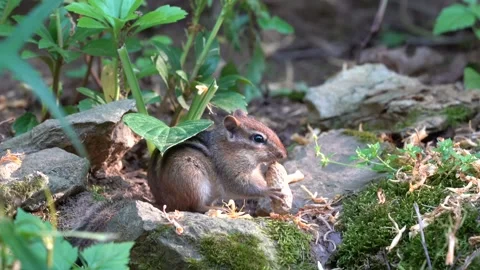 Chipmunk Eating a Peanut Stock Footage 276674985