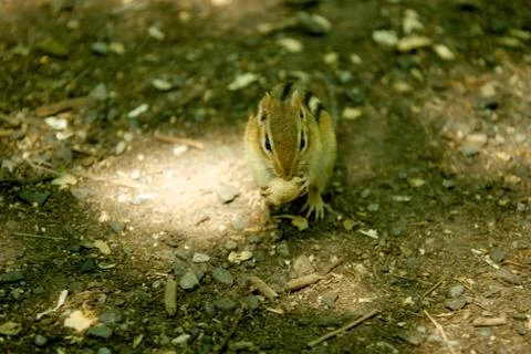 Chipmunk eating peanut Foto stock