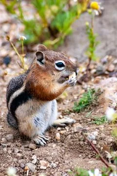 A chipmunk eating a peanut Stock Photos