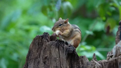 A chipmunk eating peanuts Vídeos de archivo 334664269