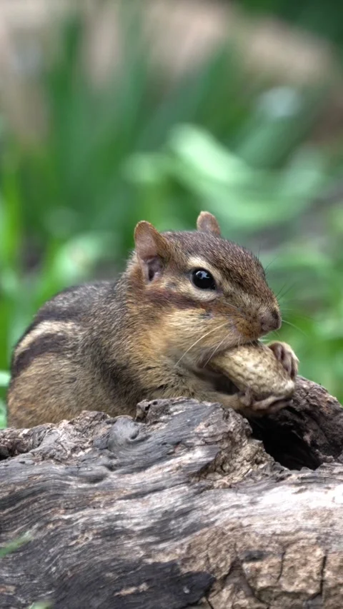Chipmunk eating peanuts in green grass near a log during daytime Vídeos de archivo 335469251