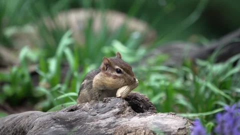Chipmunk eating peanuts in green grass near a log Vídeos de archivo 335535451