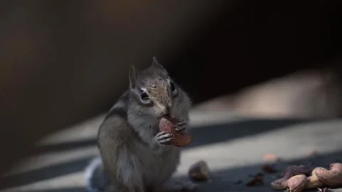 Chipmunk eating peanuts in a park Video stock 308843777