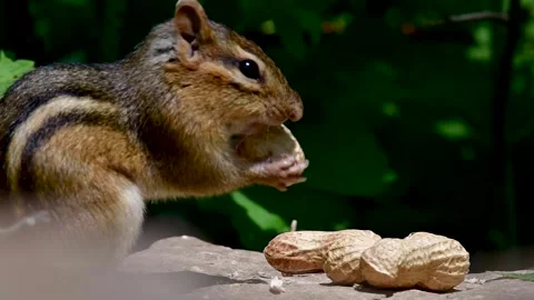 Chipmunk eating peanuts on a summer day Vídeo Stock 153692680