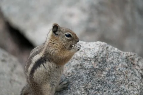 Chipmunk Eating Stock Photos