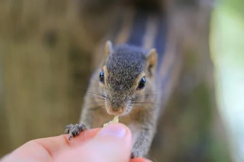 Chipmunk eating Photos