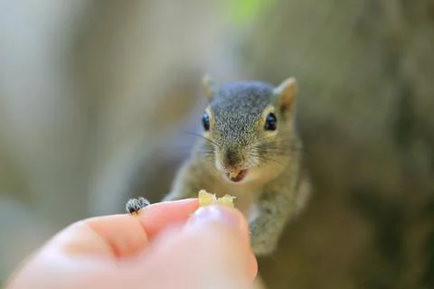 Chipmunk eating Photos