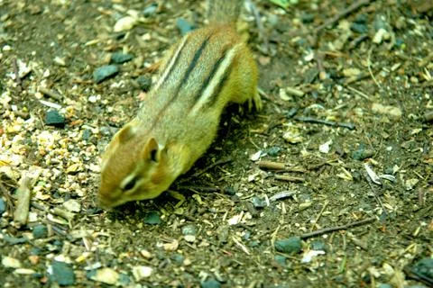 Chipmunk eating Stock Photos
