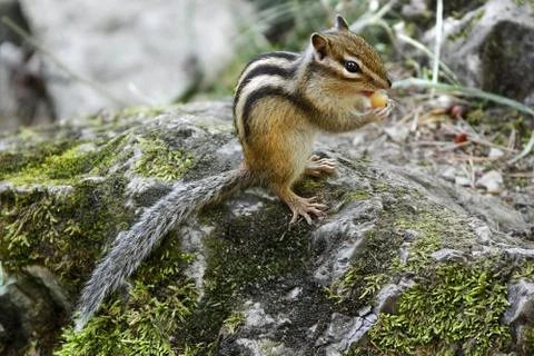 Chipmunk eating Stockfoto's
