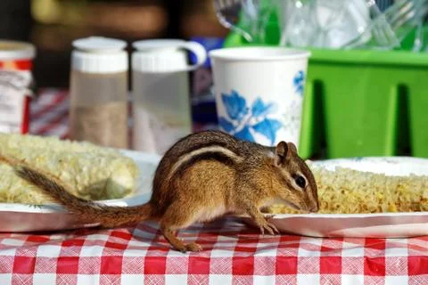 Chipmunk Eating on Picnic Table Stock Photos