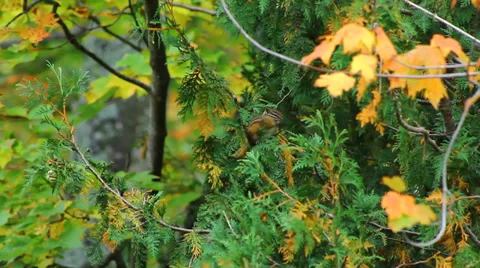 Chipmunk eating a seed Stock Footage 34307598
