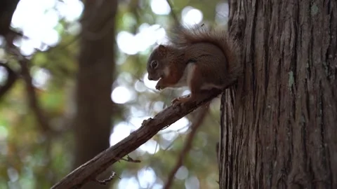 Chipmunk eating seed Stock Footage 142965565