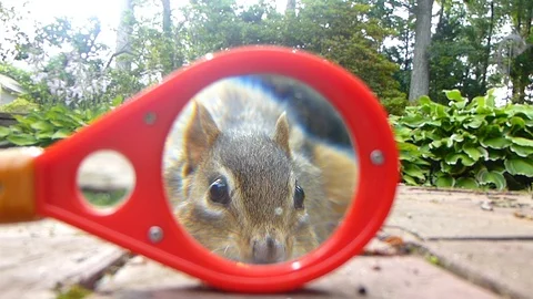 Chipmunk eating, as seen through a magnifying glass HD Stock Footage 94377279