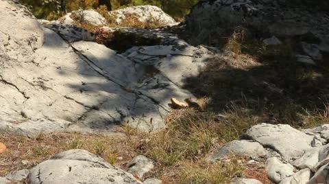 Chipmunk eating slice of bread Video stock 12368473