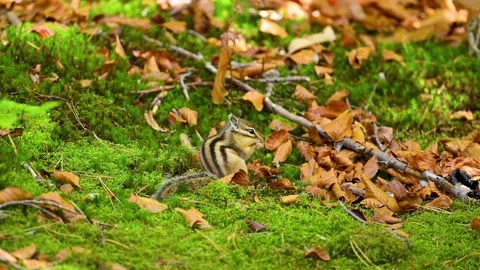 Chipmunk eating in slowmotion Stock Footage 250164555