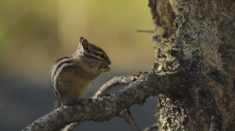 Chipmunk eating in tree Stock Footage 22634551