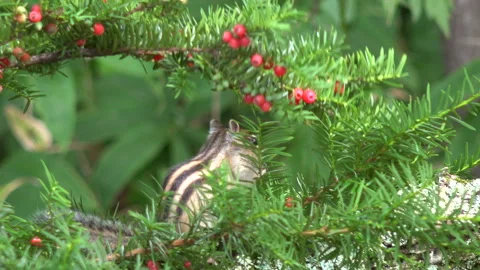 The Chipmunk Eating the Yew Berries Stock Footage 332429491