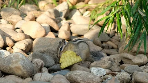 Chipmunk eats food. A squirrel nibbles nut in park. Wild animals in the forest. Stock Footage 115651040