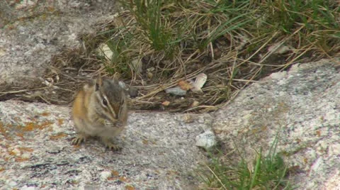 Chipmunk Eats Stock Footage 11788577