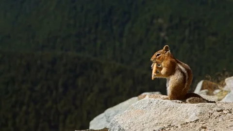 Chipmunk eats on mount Video stock 115435420