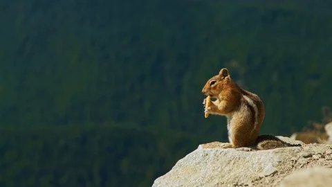 Chipmunk eats on mount with forest view Vidéo 115435458