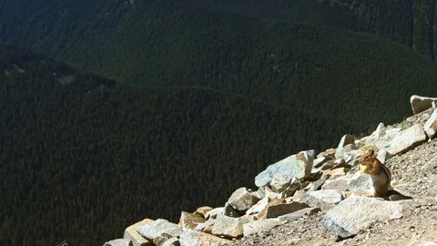 Chipmunk eats on mount with river view Vídeos de archivo 115435497