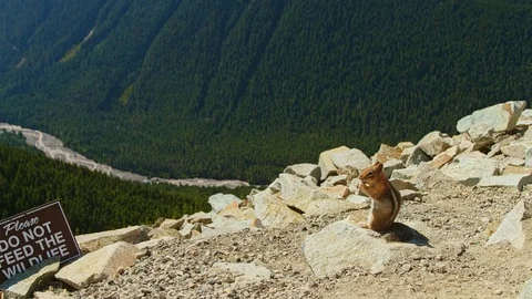 Chipmunk eats on mount with river view Video stock 115435572