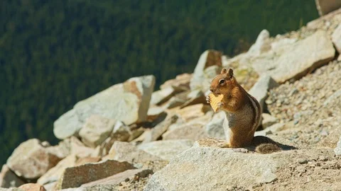 Chipmunk eats on mount rock Stock-Footage 115435483