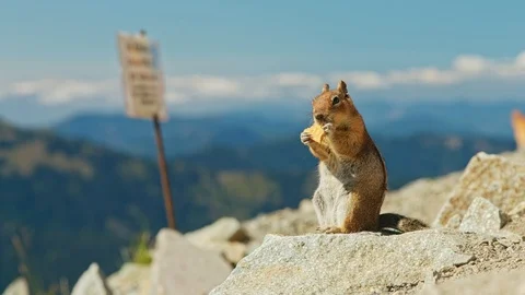 Chipmunk eats mountain view Video stock 115435569