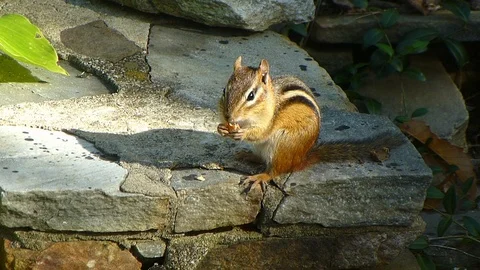 Chipmunk eats a nut, drops it, then cleans its face HD Stock Footage 123843773