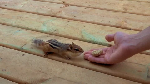 Chipmunk eats nuts from hand and run away Stock Footage 97244097