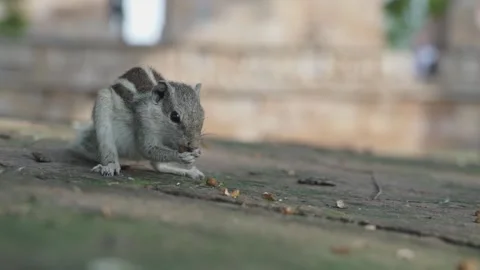 Chipmunk eats nuts on stone surface near Qutub Minar in Delhi 库存影片 308731253