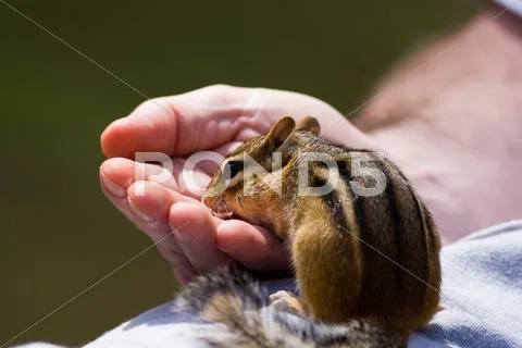 Chipmunk eats out of hand Stock Photos