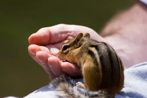 Chipmunk eats out of hand 스톡 사진