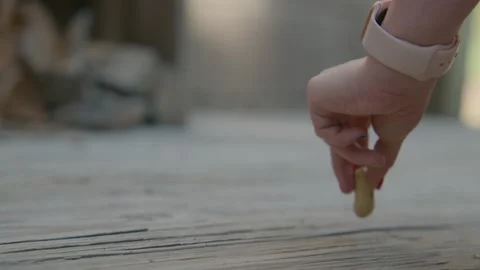 Chipmunk eats Peanut after tapping food Slow Mo Stock Footage 207843574