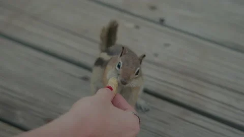 Chipmunk eats Peanut from below Slow Mo Stock Footage 207830374