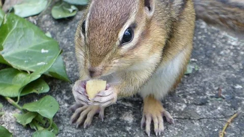 Chipmunk eats a peanut - close-up HD 動画素材 94835503