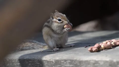 A chipmunk eats peanuts in the park Video stock 308843858