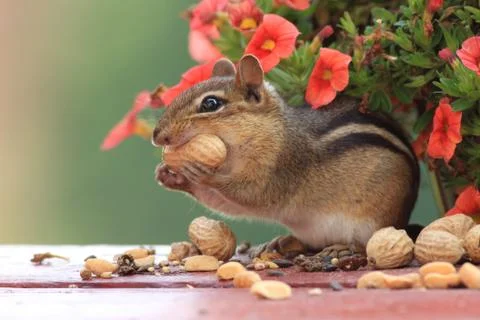 Chipmunk eats peanuts with pretty petunias in background Stock Photos