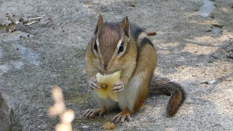 Chipmunk eats a piece of fruit - close-up HD Stock Footage 94835519