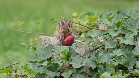 Chipmunk eats a plum HD Stock Footage 93748788