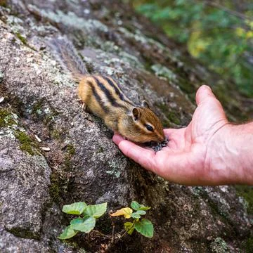 Chipmunk eats seeds from his hand in the forest Stock Photos