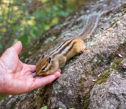 Chipmunk eats seeds from his hand in the forest Stock Photos