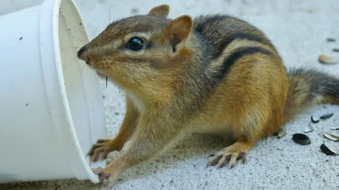 Chipmunk eats seeds from a white cup- closeup 4K Видео 93902951