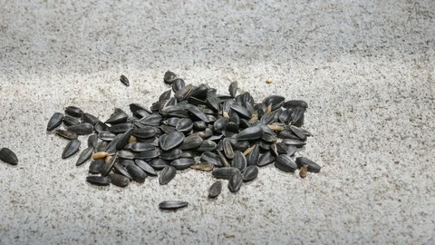 Chipmunk eats sunflower seeds - closeup 4K Видео 130066573