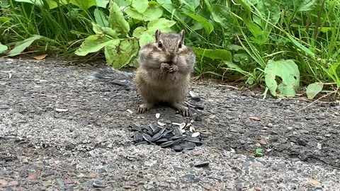 Chipmunk Eats Sunflower Seeds. Filled cheeks Stock Footage 119348423