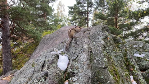 A chipmunk eats sunflower seeds. Stock Footage 208671853