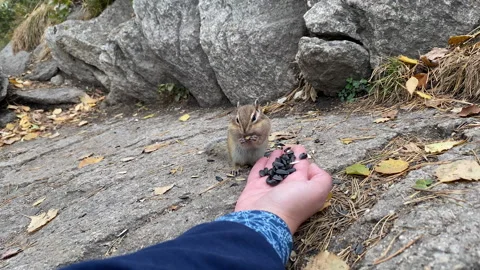 Chipmunk eats sunflower seeds. Stock Footage 208672123