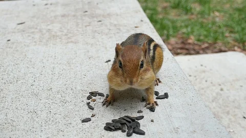 Chipmunk eats sunflower seeds in slow motion 120fps HD Stock Footage 93904923